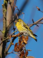 siskin.jpg