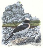 Black-eared-Wheatear-web.jpg