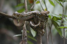 reticulated python.JPG