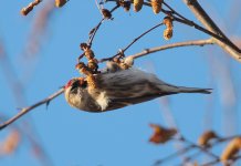 redpoll5.jpg