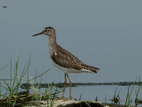 Wood-Sand-2.gif