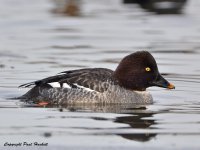 Goldeneye261210DSC_0355.jpg