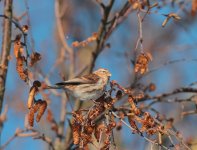 redpoll6.jpg