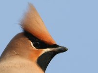 Waxwing Eagle Way Shoebury 261210 WEB 205.JPG