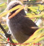 Brown Parrotbill.jpg