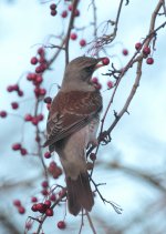 fieldfare.jpg