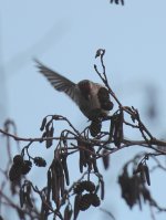 redpoll20.jpg