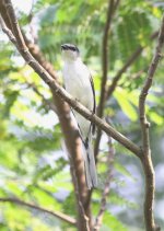 3.AshyMinivet.JPG