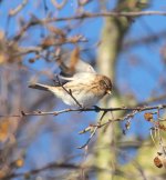 redpoll7.jpg