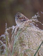 DSCN3703 Chestnut-eared Bunting 1 bf.jpg