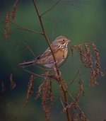 DSCN3714 Chestnut-eared Bunting 3 bf.jpg