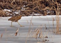 Third-bittern.jpg