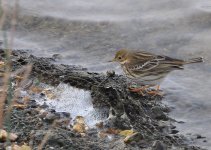 Meadow-Pipit-res.jpg
