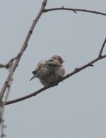 redpoll21.jpg