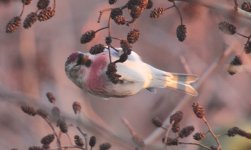 redpoll23.jpg