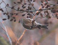 redpoll24.jpg