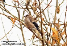 Brown Bullfinch.jpg