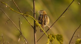 DSCN3733 Zitting Cisticola bf.jpg