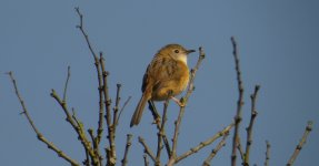 DSCN3740 Bright-capped Cisticola bf.jpg