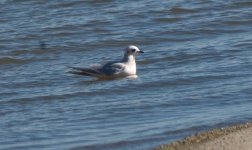 Ross's Gull 2-0024.jpg