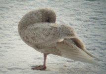 iceland gull 1.jpg