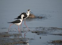 bw stilts G1_1940534.jpg