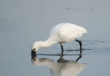 eurasian spoonbill G1 c_1940500.jpg