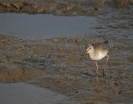 redshank G1_1940532.jpg