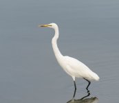 great egret G1_1940403.jpg