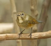 red flanked bluertail fem_DSC4521.jpg