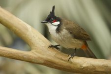 rw bulbul_DSC4687.jpg