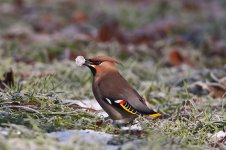 waxwing11.jpg