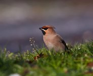 waxwing13.jpg