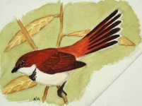 Rufous Fantail_1.jpg