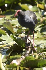 swamphen.jpg