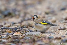 goldfinch_amble_5a.jpg