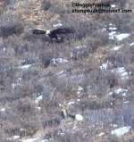 eagle atack 2.jpg