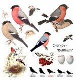 bullfinch-bird-illustration.jpg