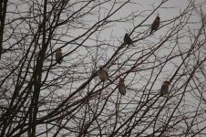 Waxwings_1790a.jpg