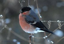 Bullfinch1535.jpg