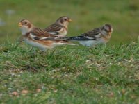 Salthouse snow bunting trio.JPG