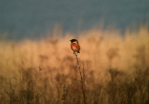 Stonechat_jan_2011.gif