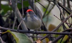 DSCN3827 FB Flowerpecker bf.jpg