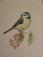 Blue Tit Watercolour.jpg