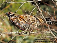 chinese grouse male s.jpg