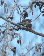 redpoll30.jpg