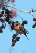 redpoll28.jpg