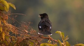 DSCN4019 Crested Myna - 2.jpg