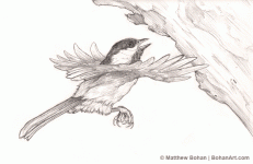 CHickadee.gif