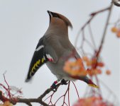 ringed waxwing.jpg